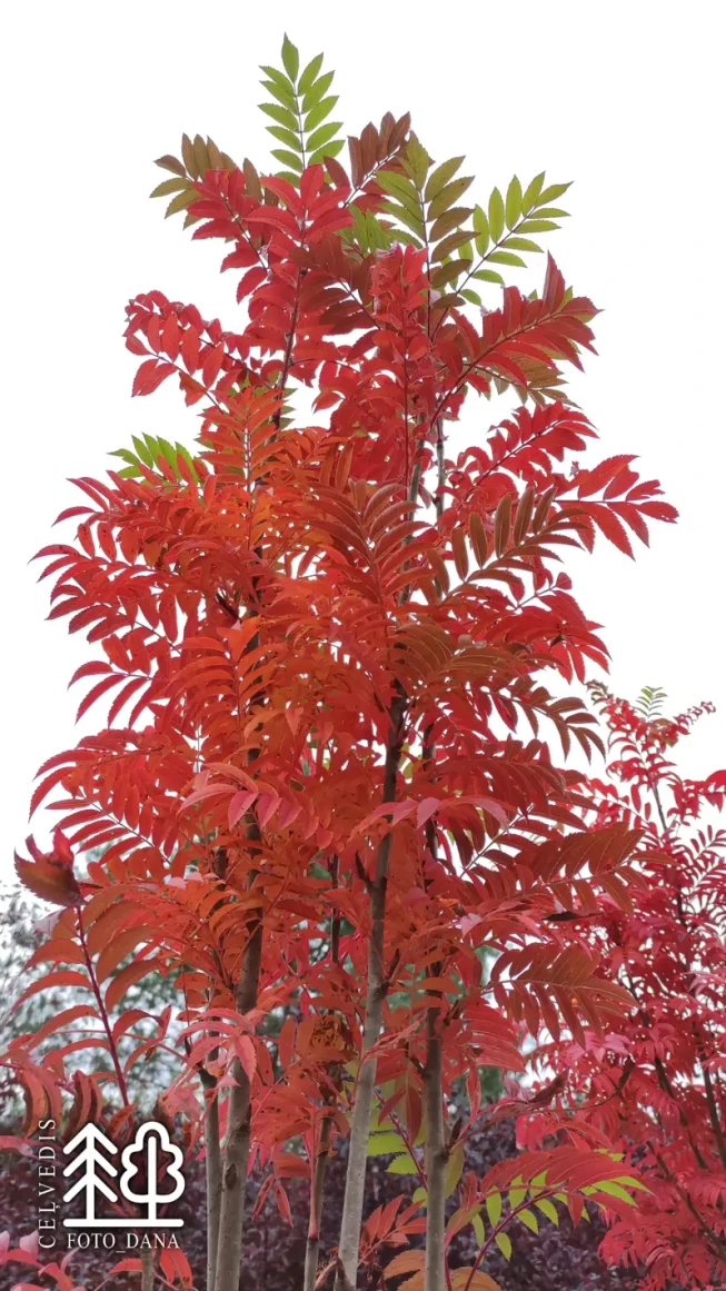 Sorbus   AUTUMN SPIRE = 'Flanrock'